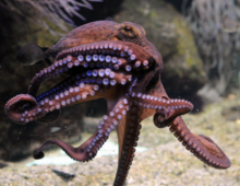 Octopus_profile pic
